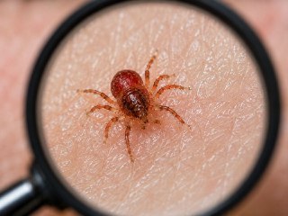 Микроклещи угрожают россиянам: опасность и меры защиты