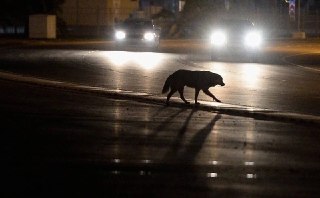 Двойной штраф за нападение собаки: урок для владельцев животных