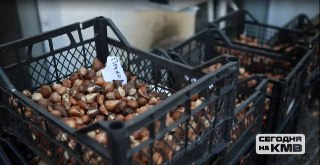 Кисловодск раздает тюльпаны для украшения дворов и палисадников
